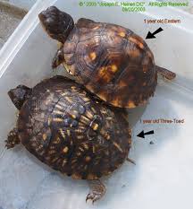 1 year old eastern and three toed box turtles turtle