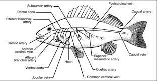 Heart of cartilaginous (shark) fishes their heart is a curved muscular duct that consists of the receiving region and the transmitting region. Circulation Flashcards Quizlet