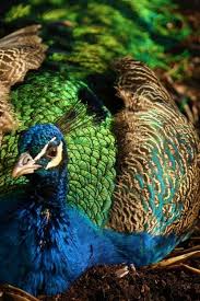 Blue Bird With Big Feathers Pin By Antonio Aque On Peacock In 2020 With Images Peacock Bird Peacock Beautiful Birds