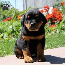 All guardian rottweiler puppies are raised in our home and socialized with a plethora of other. Rottweiler Puppies In Grand Rapids Mi Dogs Breeds And Everything About Our Best Friends