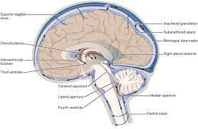 Ventricular System Wikipedia