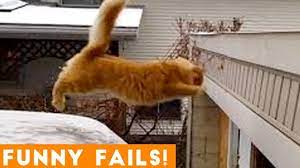 Try Not To Laugh Animals Funny Pet Fails Compilation 2019 Epic Pet Vi Funny Animals Laughing Animals Animal Gifs