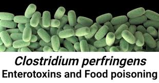 Image result for Clostridium