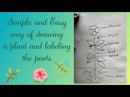 97 How To Draw A Plant Easy And Simple For Kids Draw Different Parts Of A Plant Plant Drawing Ea Youtube Drawing For Kids Plant Drawing Parts Of A Plant How to draw a lion for kids. 97 how to draw a plant easy and simple