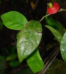 Image result for Heisteria