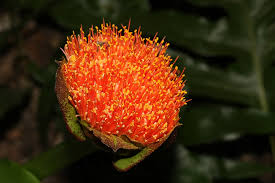 Image result for Scadoxus puniceus