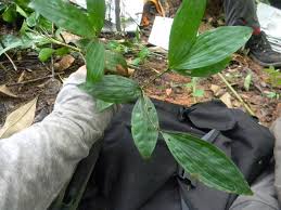 Image result for Dracaena camerooniana