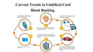 No, umbilical cord blood cells are taken from the baby's umbilical cord and placenta after the baby is born, and not from an embryo. Current Trends In Umbilical Cord Blood Banking By Babycell Issuu