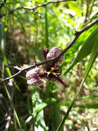 Image result for Senecio lewallei