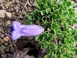 Image result for Aptosimum