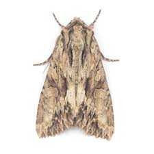 Image result for Apamea monoglypha