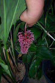 Image result for Hunteria myriantha