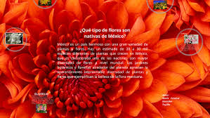 Es una de las flores más populares en todo el mundo y se distingue, además de su forma tan son flores silvestres muy hermosas y fragantes, en especial aquellas nocturnas, y vienen en una la hortensia es una planta carnosa con grandes hojas y flores. Que Tipo De Flores Son Nativas De Mexico By Maria Cristina Gonzalez Trujillo