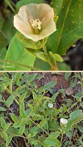 Image result for Seddera