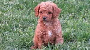 Find local goldendoodle puppies for sale and dogs for adoption near you. Martin S Goldendoodles Home Facebook