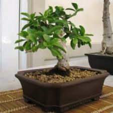 Image result for Dovyalis afra