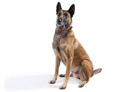 This application is for new america's pet registry, inc., official ownership registration forms only! Belgian Malinois Dog Breed Information