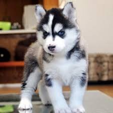 6 beautiful husky pups up for adoption. Siberian Husky Puppies For Sale In Texas Zoe Fans Blog Husky Puppies For Sale Husky Puppy Siberian Husky Puppies