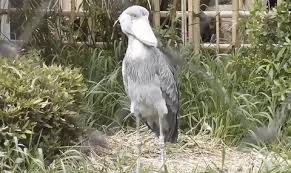 Birds With Human Arms Gif Https Encrypted Tbn0 Gstatic Com Images Q Tbn 3aand9gcrhhvknpjqd0pmmlrrnqm0juz2vwnvi5v 1aq Usqp Cau