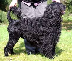 portuguese water dog wikipedia