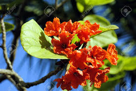 Boraginaceae) is the principal host. Cordia Sebestena Orange Geiger Tree Stock Photo Picture And Royalty Free Image Image 28016307