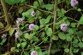 Image result for Mentha aquatica