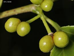 Image result for Grewia glandulosa