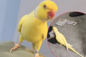 Heves güzel porm did my investigation for my forthcoming