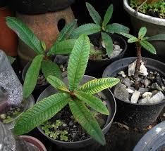 Image result for Eulophia elegans