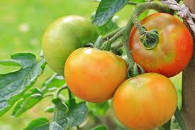 Pemangkasan tunas yang tumbuh pada ketiak daun harus segera agar tidak tumbuh menjadi batang. 5 Jamur Yang Sering Menyerang Tanaman Tomat Bikin Buah Membusuk Halaman All Kompas Com