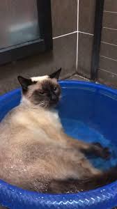 A Cat Who Loves To Take A Shower Cat Loves Shower Gatos Animales Domesticos Divertidos Animales Graciosos