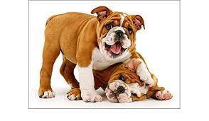 We did not find results for: Amazon Com Playful Bulldog Puppies Funny Dog Birthday Card Office Products