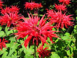 Spotlight On Bee Balm Monarda Spp A Magnificent Herbal Ally And Pop Orchard Plant Philadelphia Orchard Project