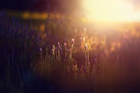 We did not find results for: Wallpaper Sunlight Sunset Night Reflection Sunrise Evening Morning Atmosphere Bokeh Light Flower Dawn 135mm Darkness F20 Atmospheric Phenomenon Macro Photography Canonef135mmf2lusm Ozelito Chillout 3750x2500 708896 Hd