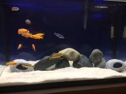 Cichlid - A-Z Animals