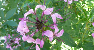 Image result for Cleome elegantissima
