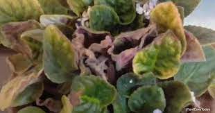 Can you help me with a diagnose? African Violet Leaves Turning Yellow Causes Why And Fixes General News World