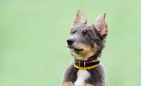 Check spelling or type a new query. 12 Types Of Dog Ears From Pricked To Floppy