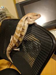 Most are going to be on the larger end, so it's best to plan accordingly and make sure that you have plenty of space. Iso Northern Blue Tongue Skink Faunaclassifieds