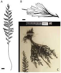 Image result for Crepidomanes inopinatum