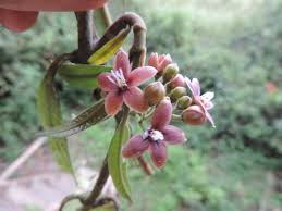 Image result for Apocynaceae subfamily Periplocoideae