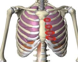 Learn about the main tissue types and organ systems of the body and how they work together. Costochondritis Chest Wall Pain Rib Injury Clinic