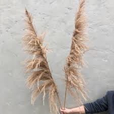 Maybe you would like to learn more about one of these? Pampas Pampas Grass Xxl Dried Dried Flowers Boho Decoration Diy Dried Flower Bouquet Trend By Flower Pearl