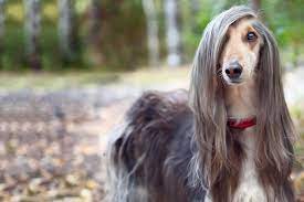 All the same, the main causes of matted hair in dogs are: How To Groom A Dog With Long Hair Wag