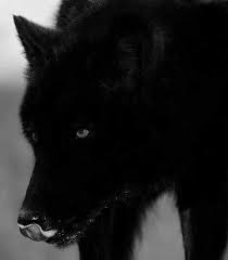 The Black Wolf All Black Wolves Owe The Dark Color Of Their Pelts To Dogs The Black Color Came To The Wolf Population Abou Wolf Dog Wolf Pictures Black Wolf