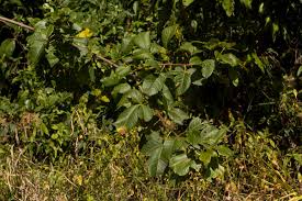 Image result for Searsia longipes