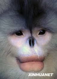 Pin By Karen Gorecki On All Things Science Animal Habitats Primates Cute Animals