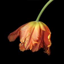 Droop Macro Flower Tulips Photo