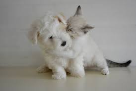 Man's best friends can now leave their marks on our new pets pages. Proof That Puppies And Kittens Are Better Together