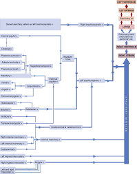 Left Gastric Artery An Overview Sciencedirect Topics